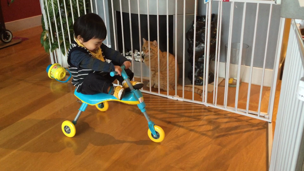 1Y6Ms the fly bike master / dangerous driver