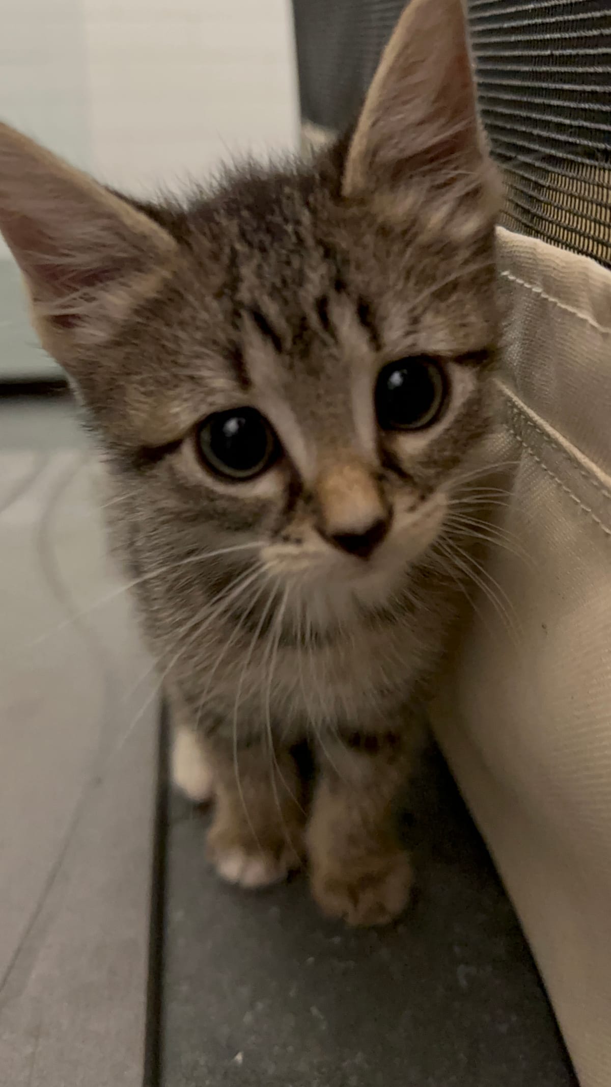 Hello Skiddish 後院撿來的小乖