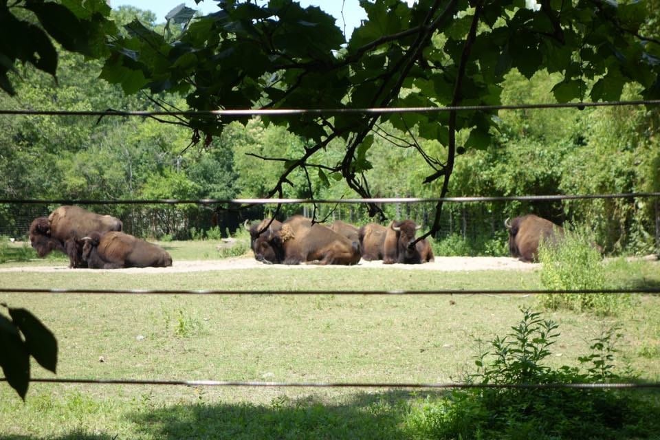 1Y11Ms Going to the Bronx Zoo