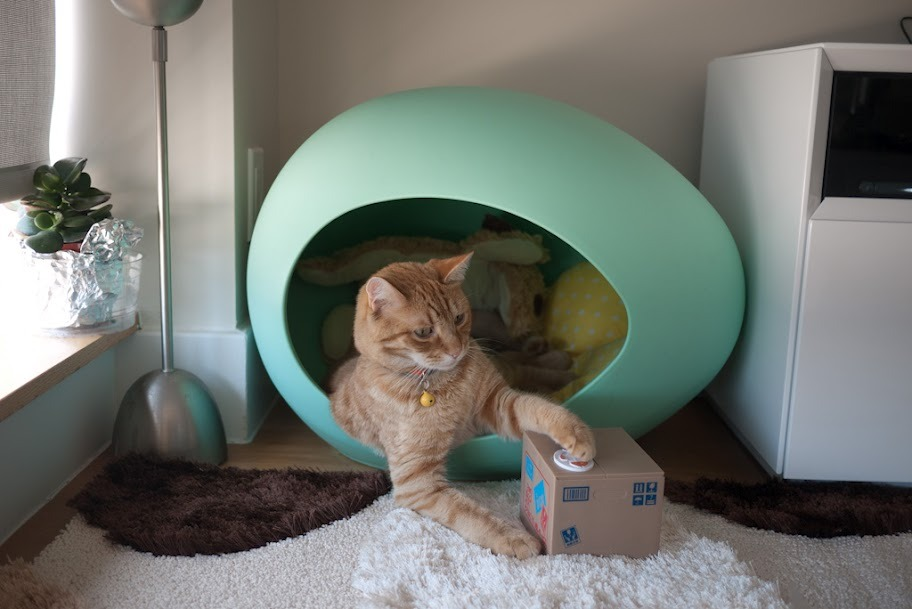 Conan & His Cat Coin Bank