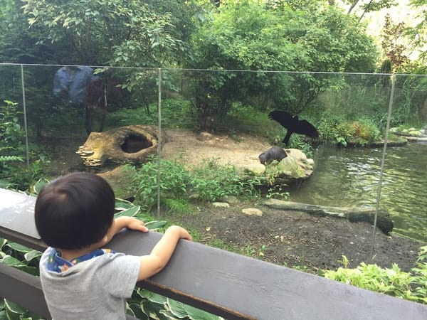 1Y10Ms Going to the zoo for the 1st time